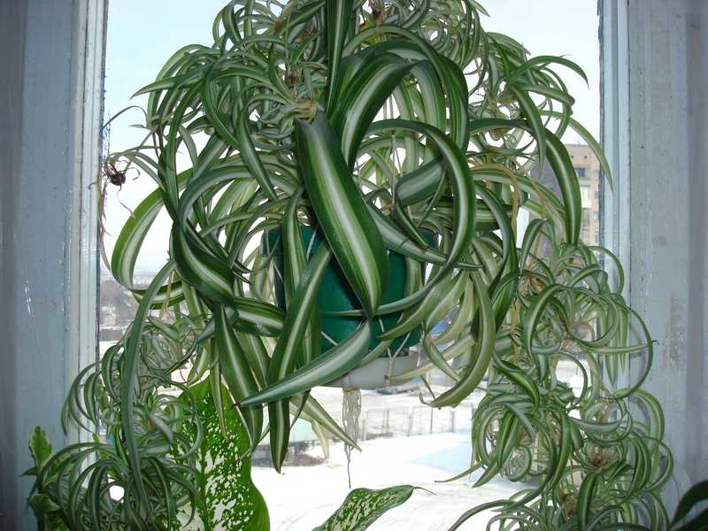 Chlorophytum Curly