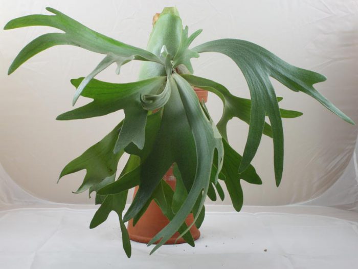 Platycerium