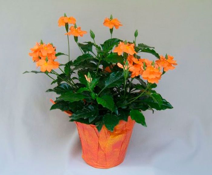 Crossandra