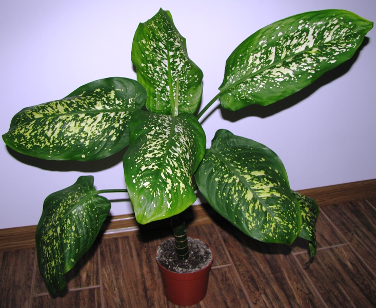 Dieffenbachia maculata