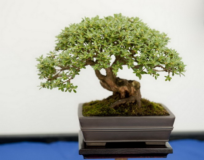 Ficus-Bonsai