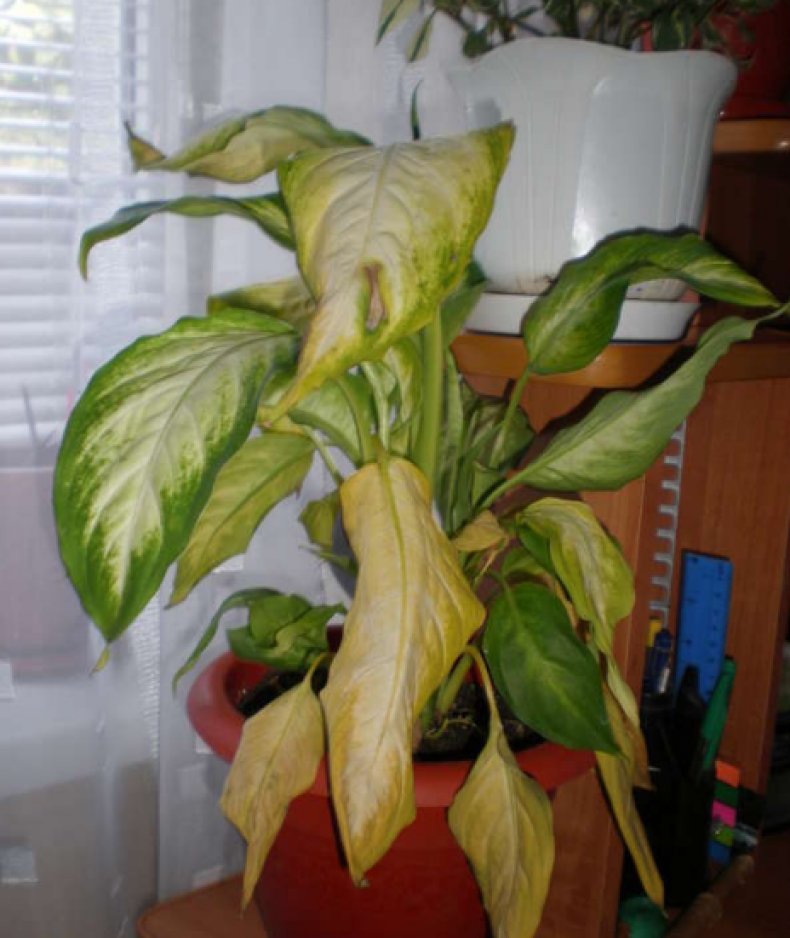 Dieffenbachia