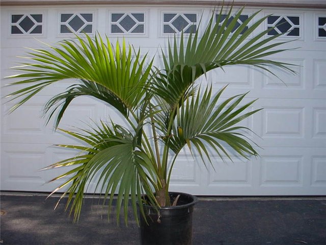 Palme
