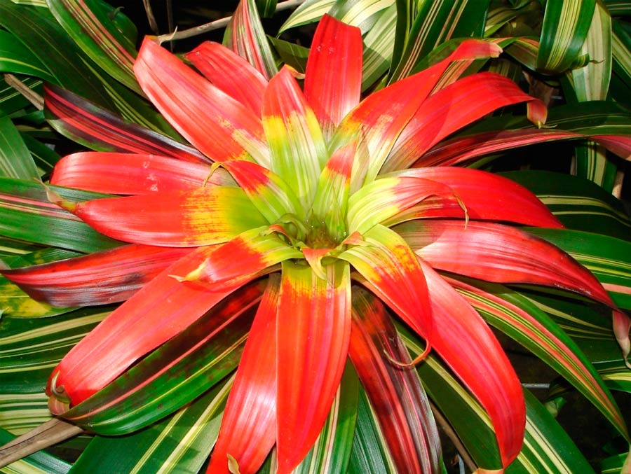 Guzmania sanguinea
