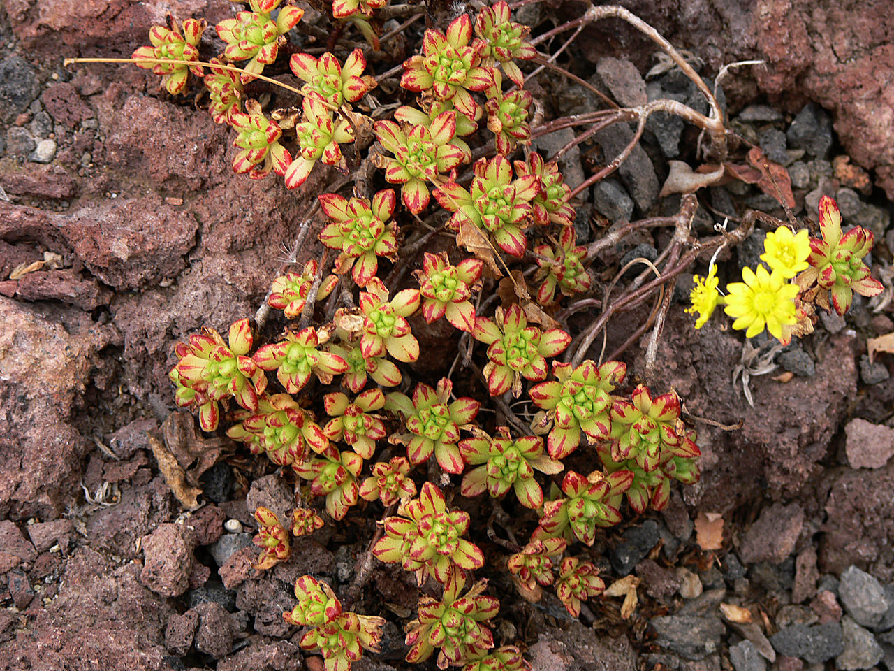 Aichryson sedum