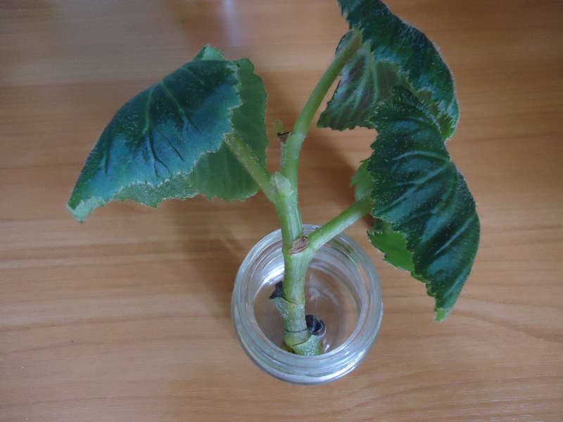 boutures de bégonia