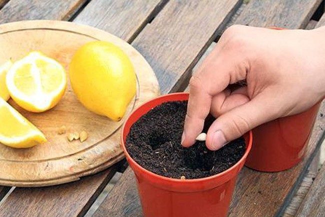 Planter des graines
