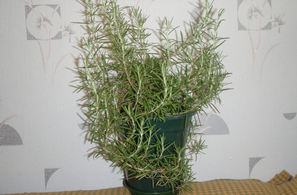 Pflege von Rosmarin