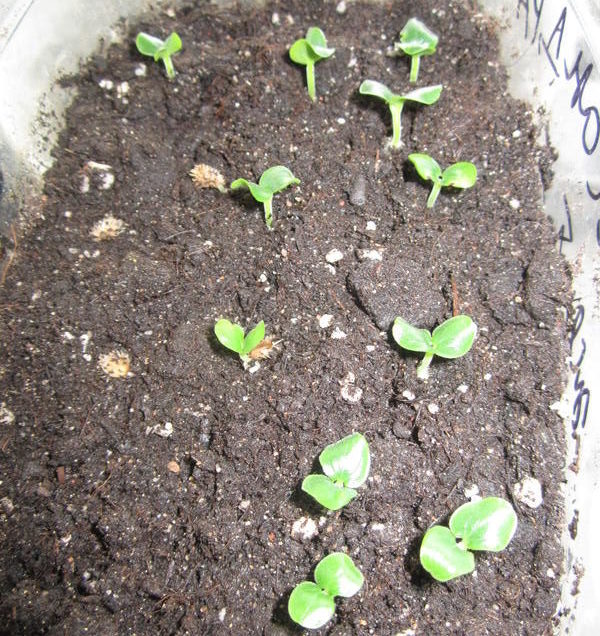 Crossandra aus Samen