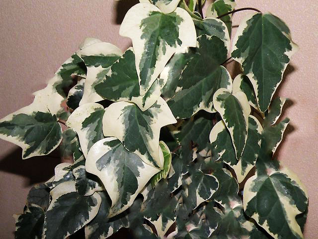 Edera canarino