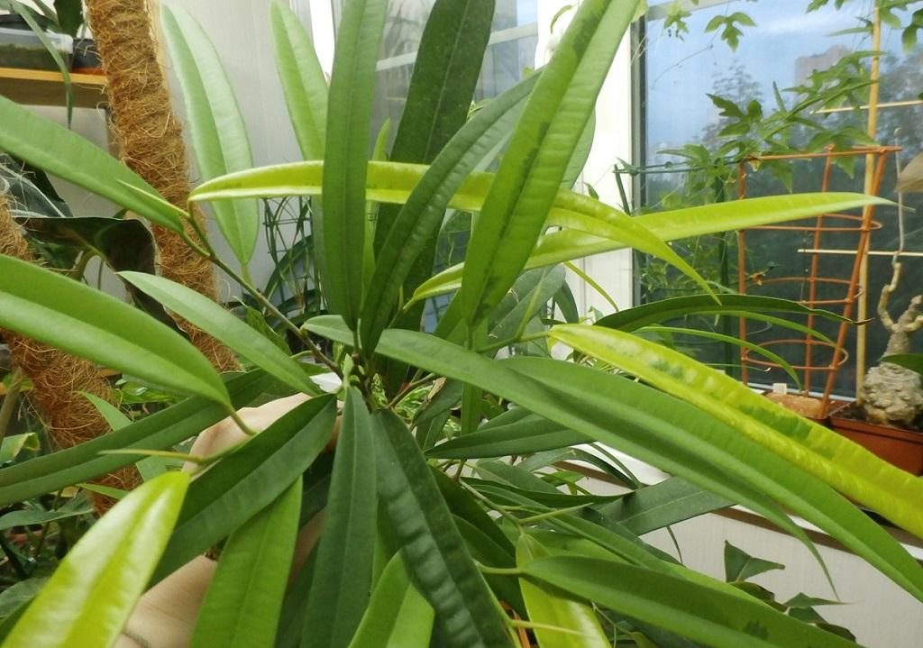 Ficus Binnendijka