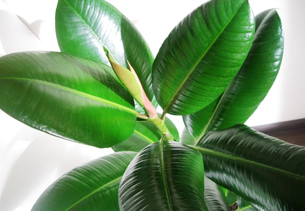 plante caoutchoutée