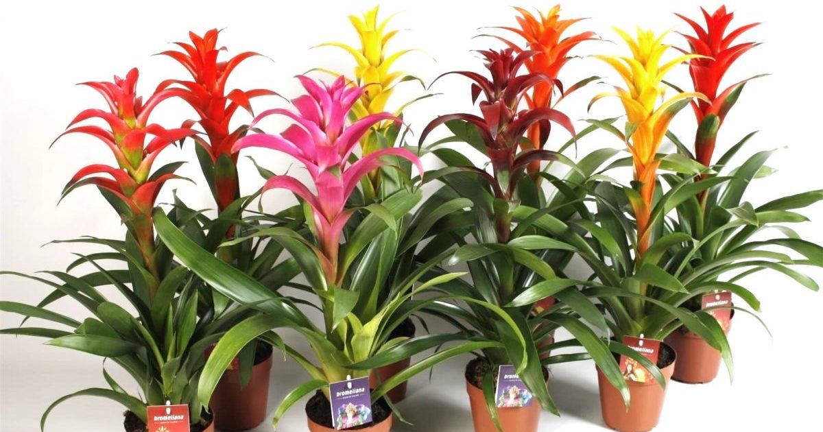 Guzmania