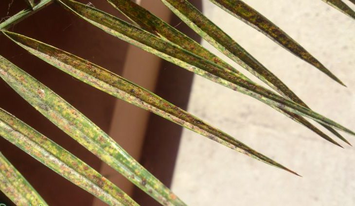 Cochenille sur un palmier dattier
