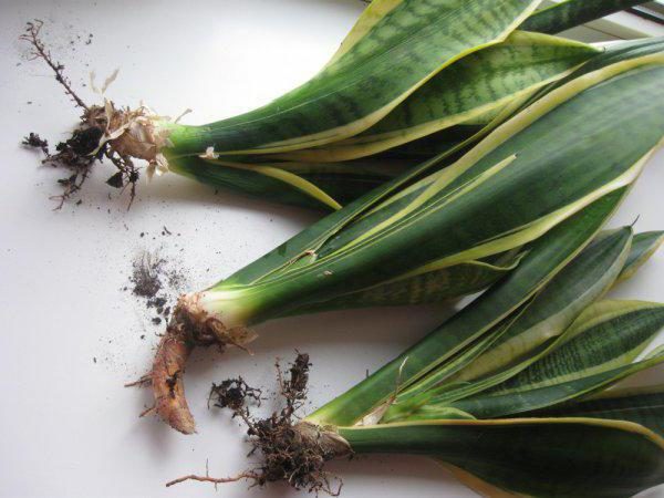 Sansevieria-Transplantation