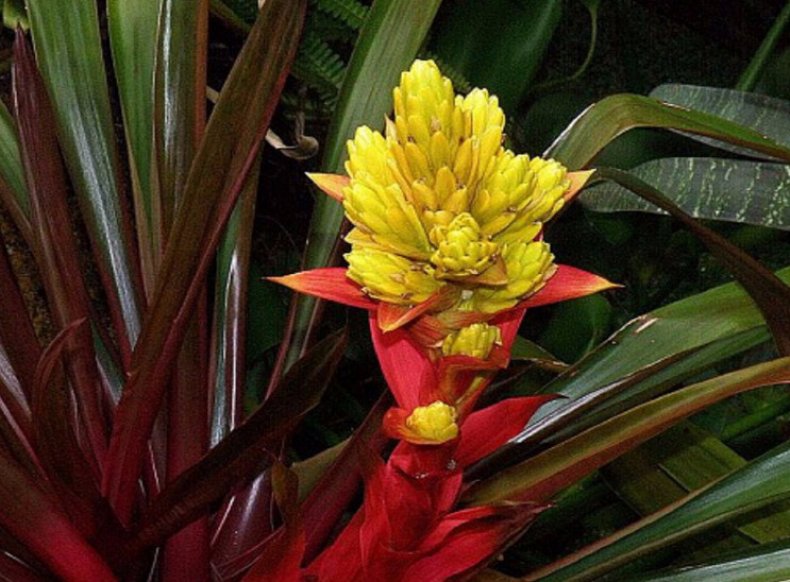 Guzmania Cana