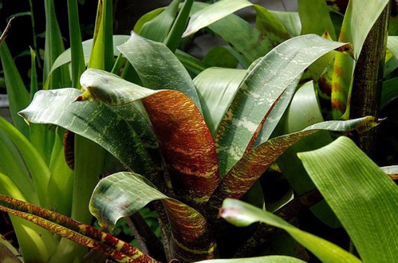 Guzmania-Mosaik