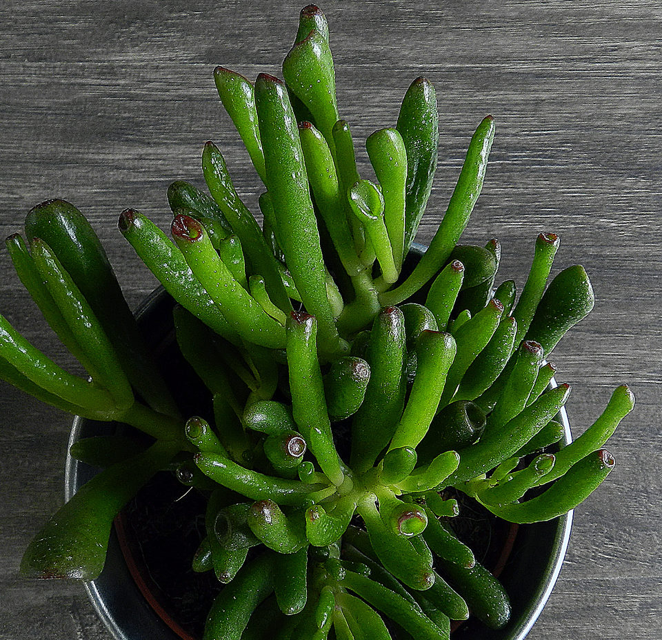 Crassula ovata