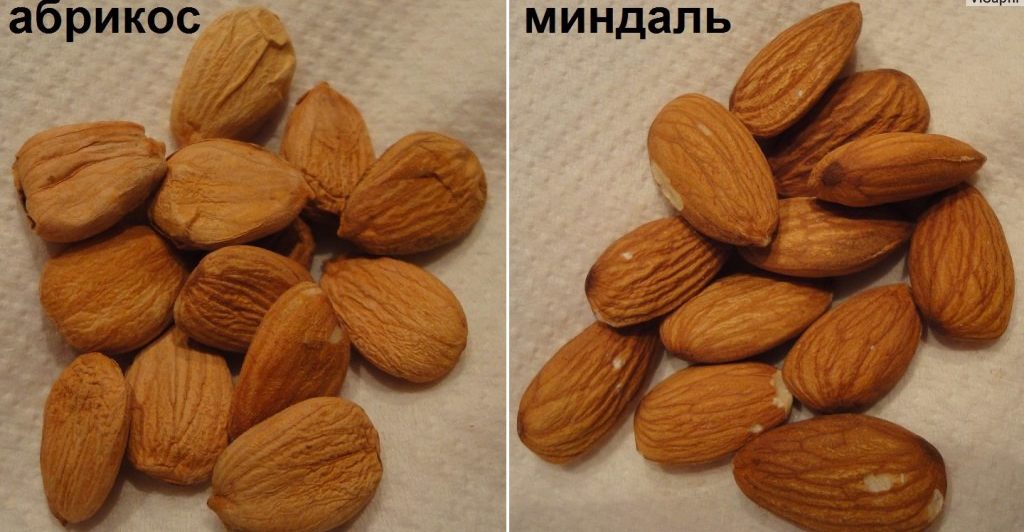 Бадеми и кайсиеви ядки