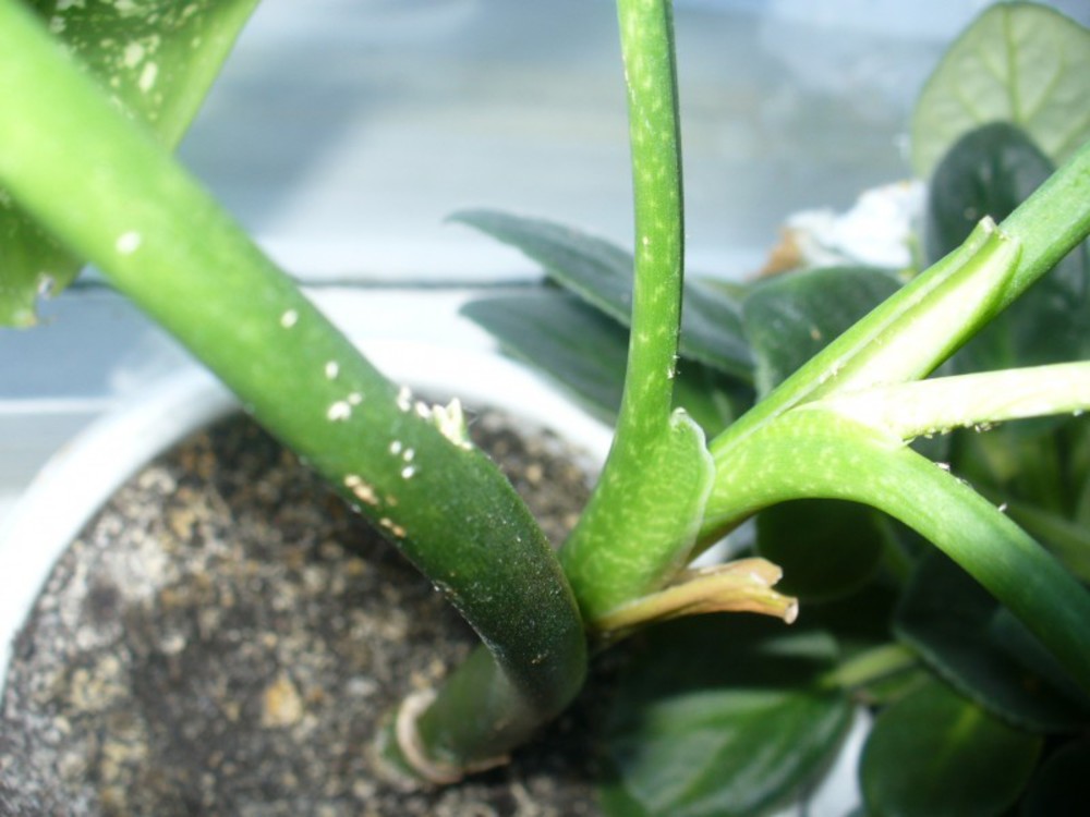 Schädlinge auf Dieffenbachia