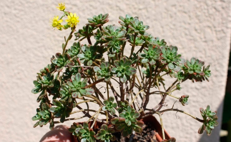 Blumenschnitt