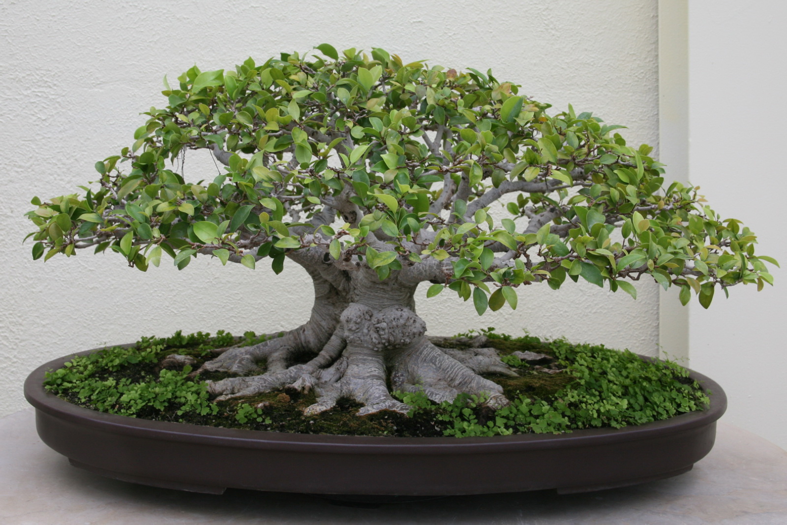 Ficus microcarpa
