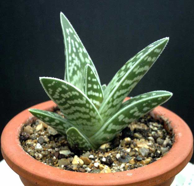 Aloe variegata