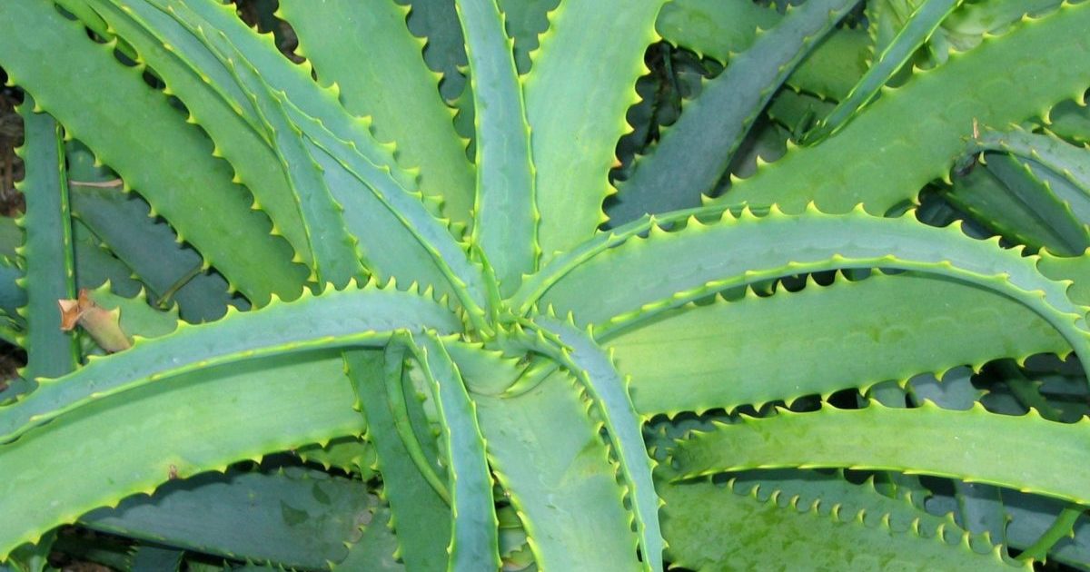 Aloe