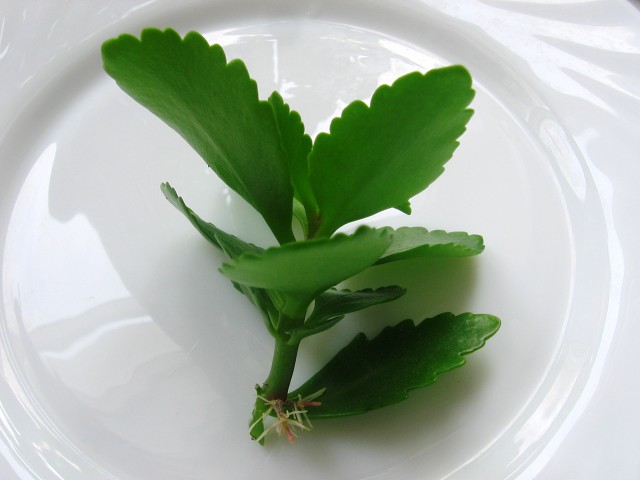Kalanchoe-Stecklinge