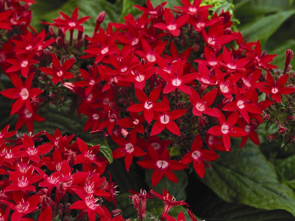 Pentas lanceolata