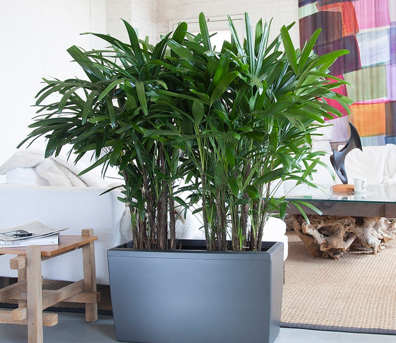 Palme