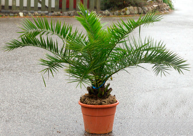 Palme