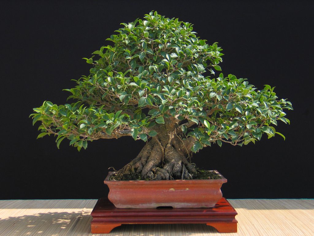 Ficus microcarpa