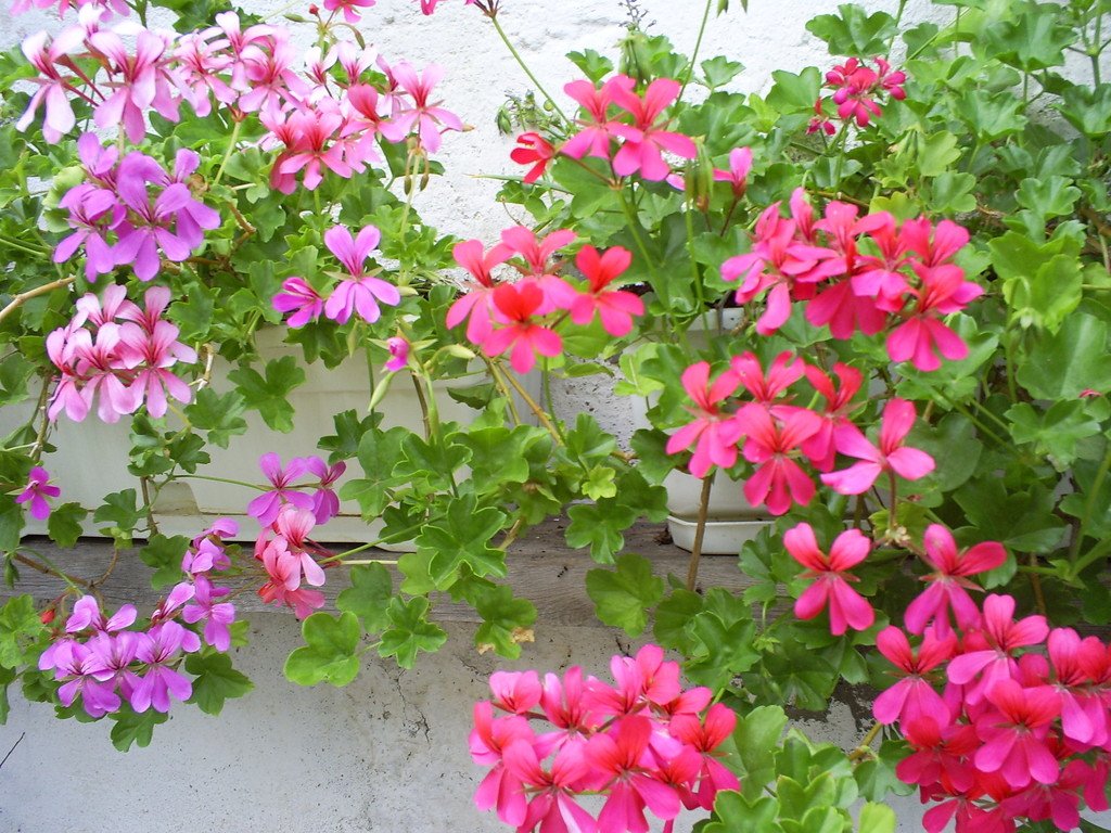 Efeublättrige Pelargonie