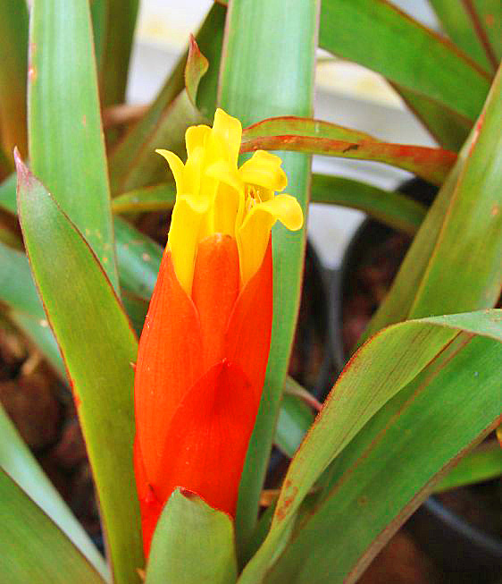 Guzmania Nicaraguana