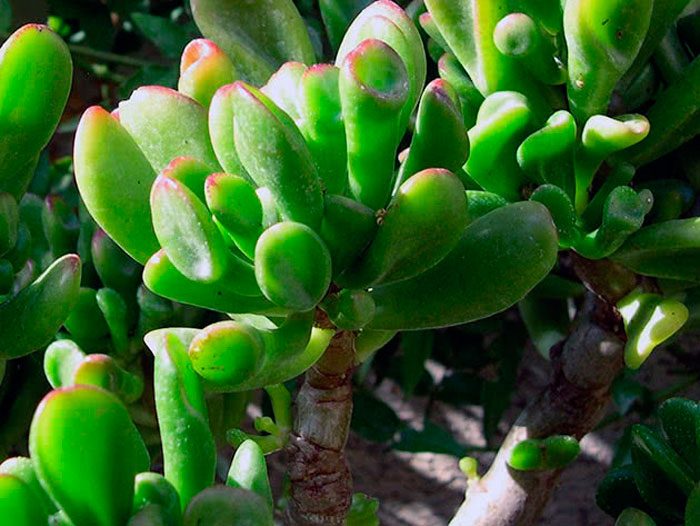 Crassula portslane