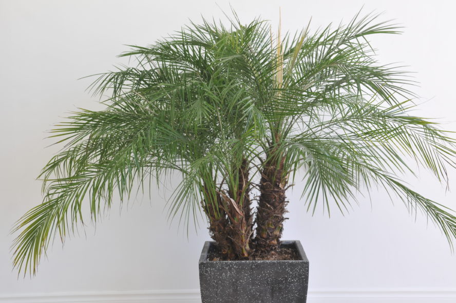 Palme