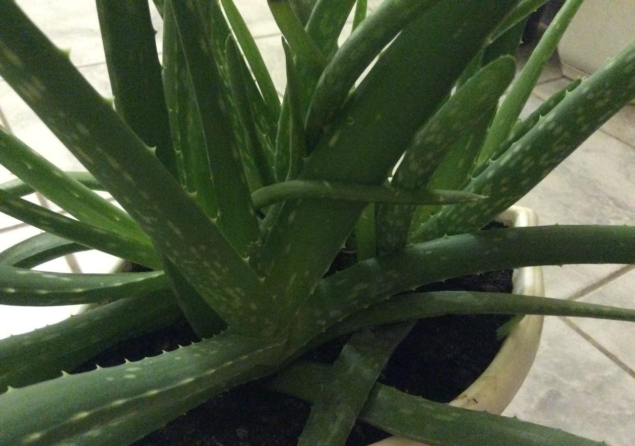 Aloe barbadensis
