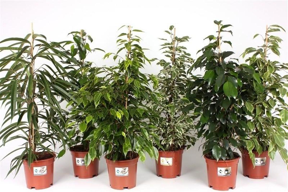 Ficus
