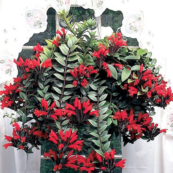 Beschneiden von Aeschynanthus