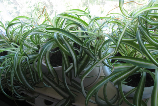 Beleuchtung für Chlorophytum