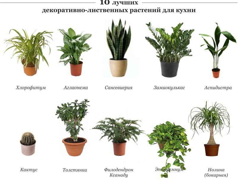 Les meilleures plantes pour la cuisine
