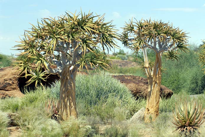 Aloe dichotomosa