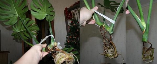 Размножаване и трансплантация на монстера