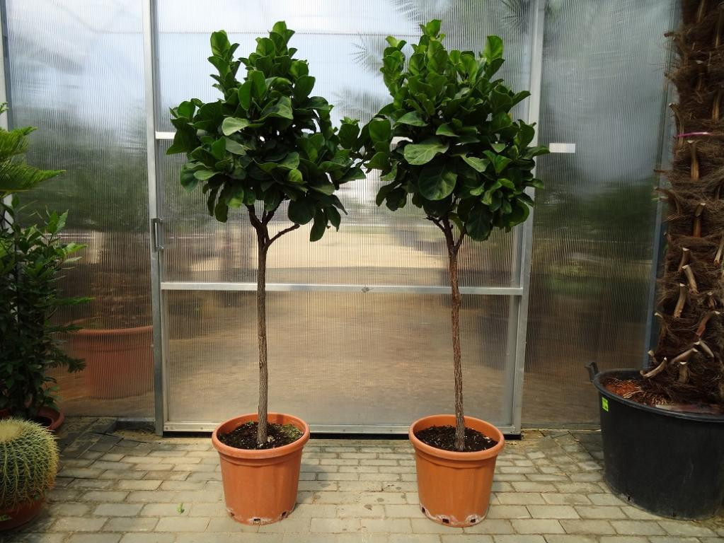 Ficus lyrata