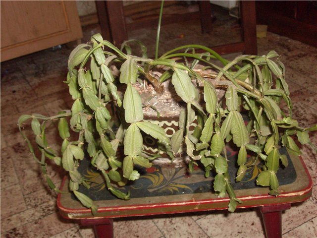 flétrissement des fleurs