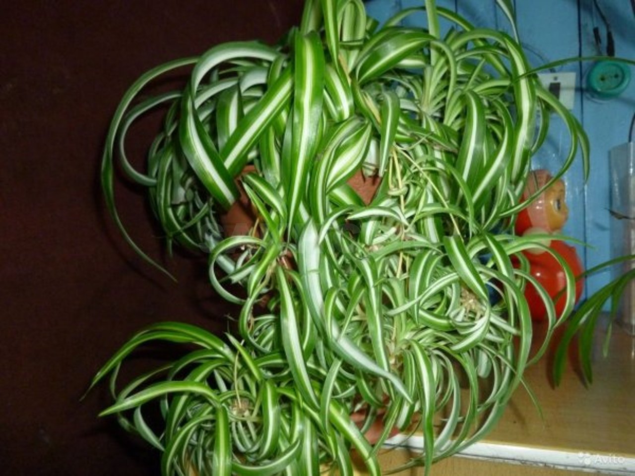 Chlorophytum Curly