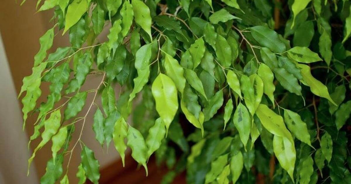 Ficus