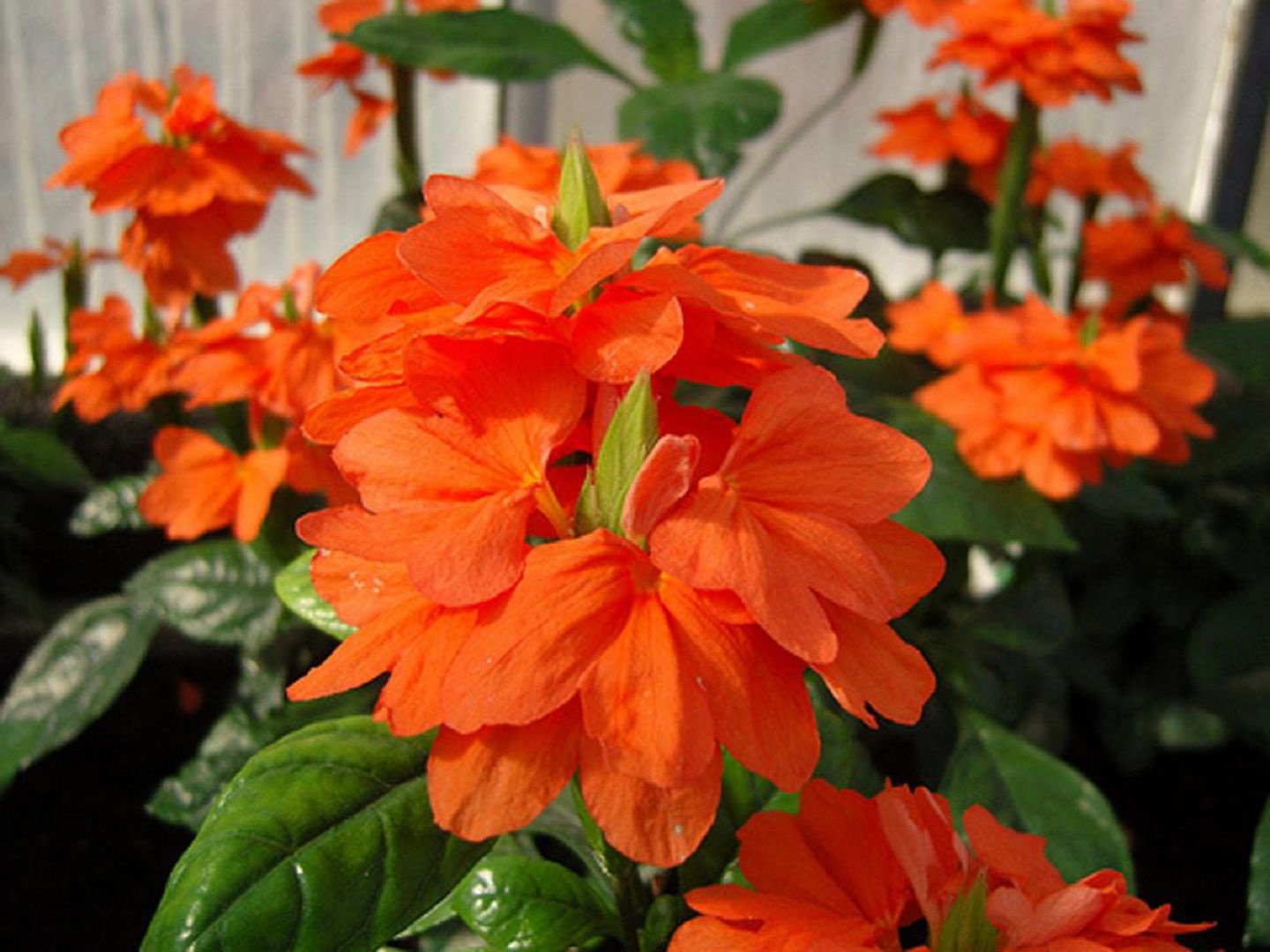 Crossandra rot
