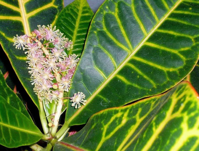 Croton